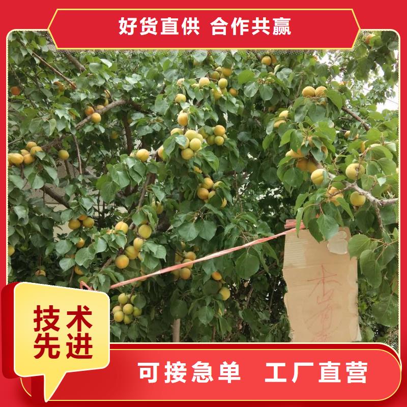 珍珠油杏树苗新奇品种