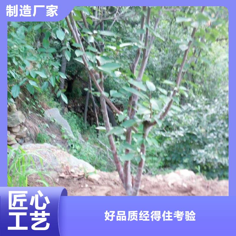 蜜香杏树苗免费咨询