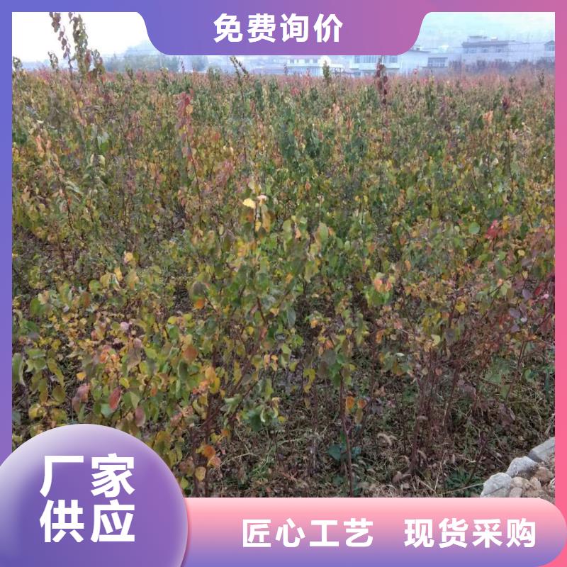 杏,桃树苗诚信经营质量保证