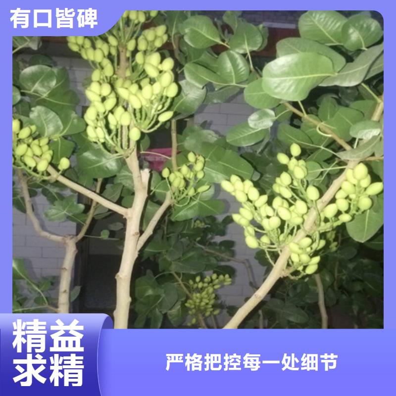 开心果苗批发零售