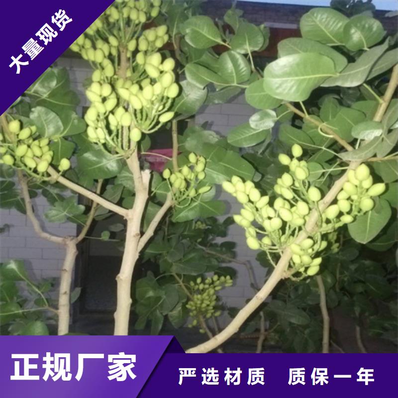 开心果树基地直销