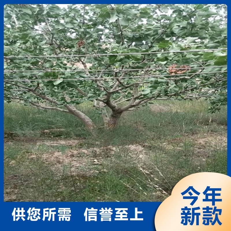 开心果樱桃苗源头直供