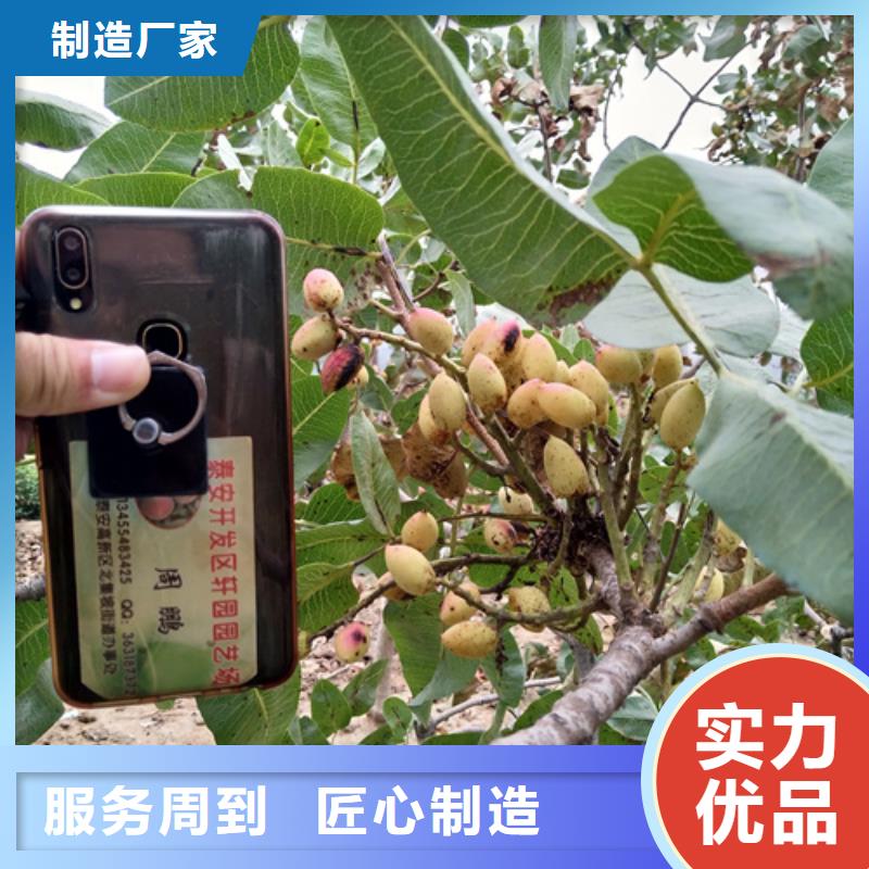 开心果樱桃苗源头直供