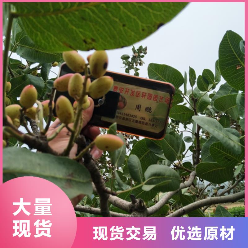 开心果桃树苗多年行业积累