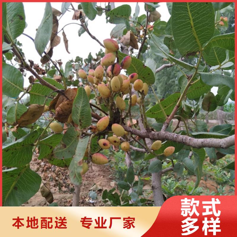 开心果樱桃苗大厂生产品质