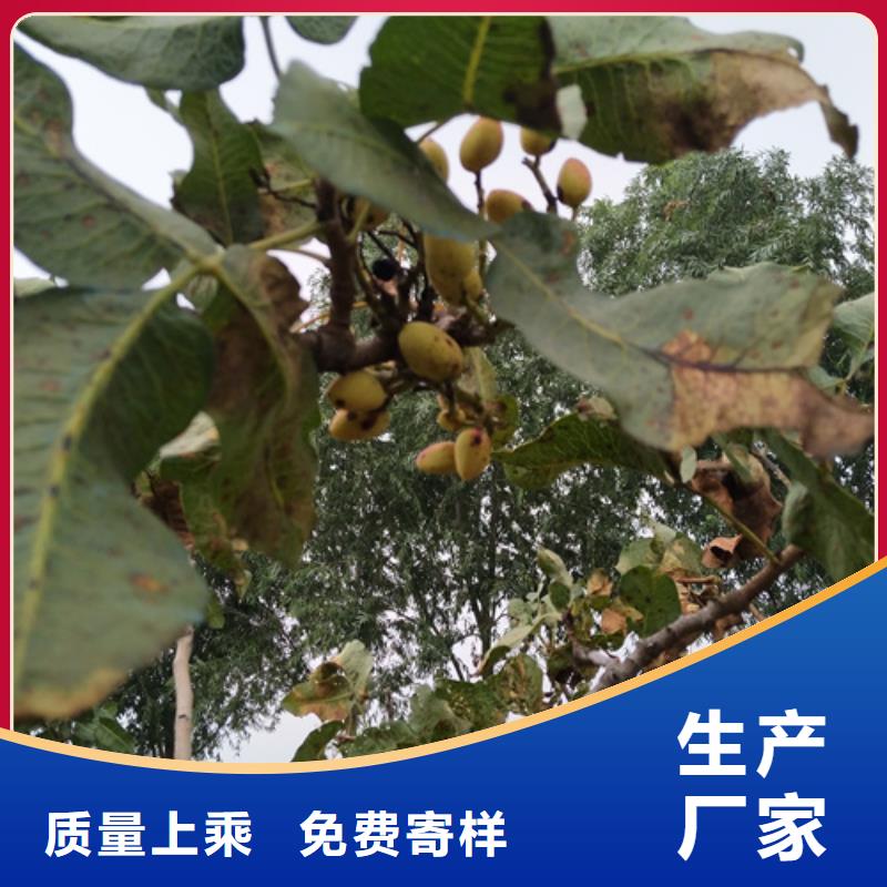 开心果树基地直销