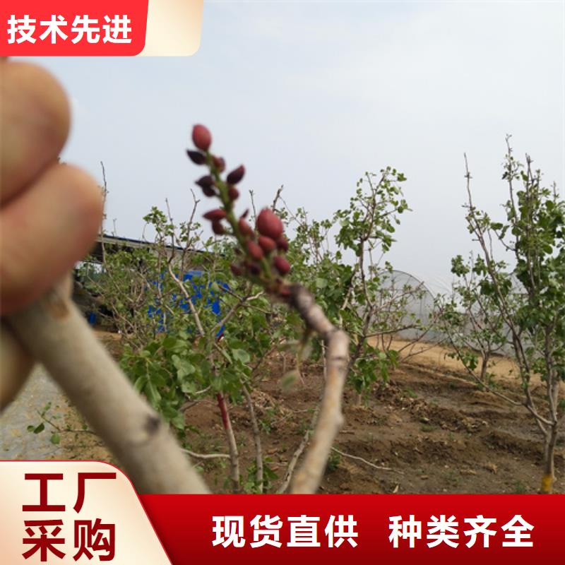 开心果_北美冬青性价比高