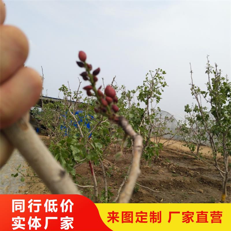 开心果苗适合种植地区