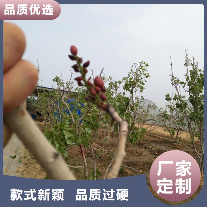 开心果苗免费咨询