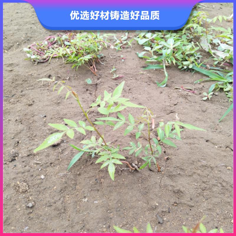 开心果苗经济效益