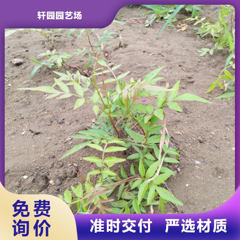 开心果苗价格