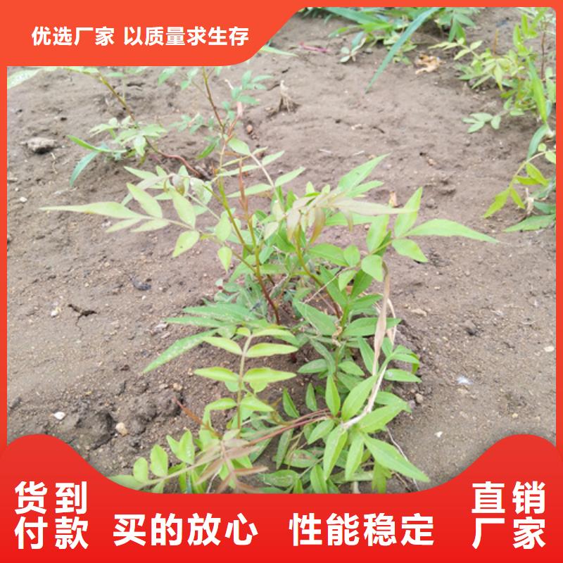 开心果樱桃苗源头直供