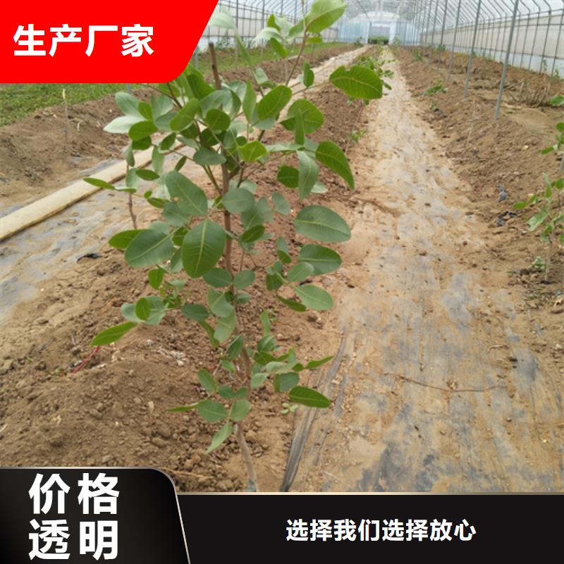 开心果樱桃苗源头直供