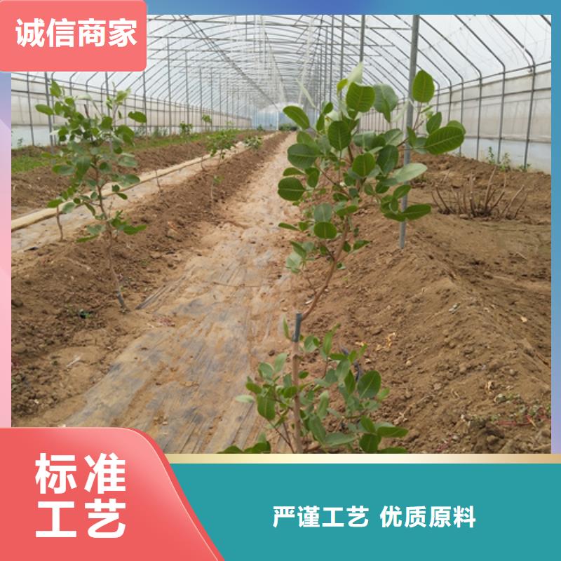 开心果,蓝莓苗产品性能