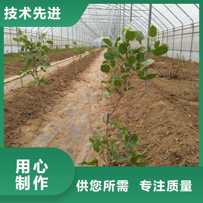 开心果树苗量多优惠