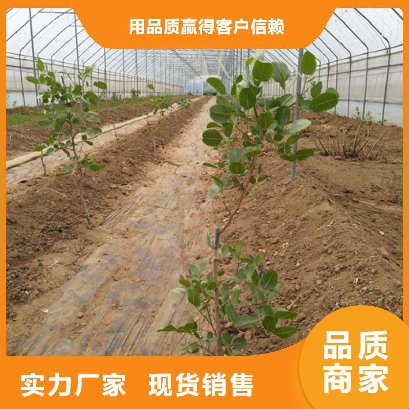 开心果樱桃苗大厂生产品质