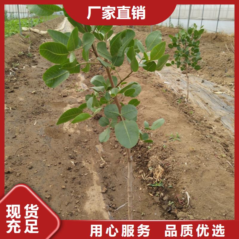 阿月浑子树苗基地