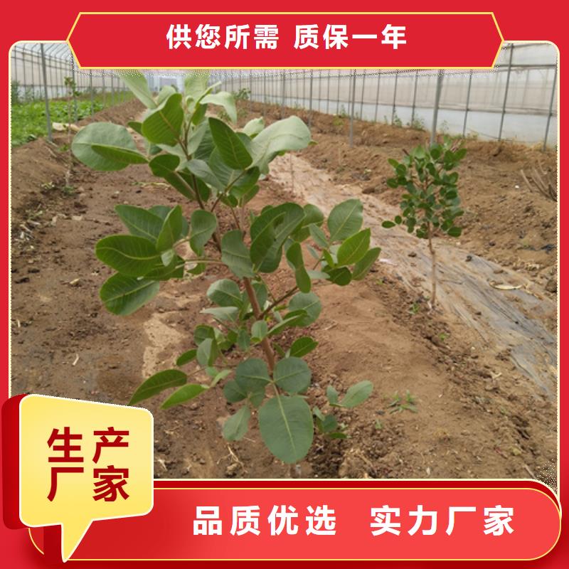 开心果樱桃苗源头直供