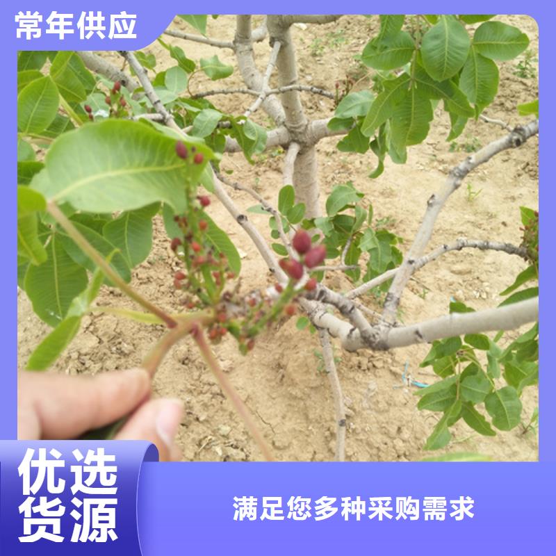 阿月浑子批发零售