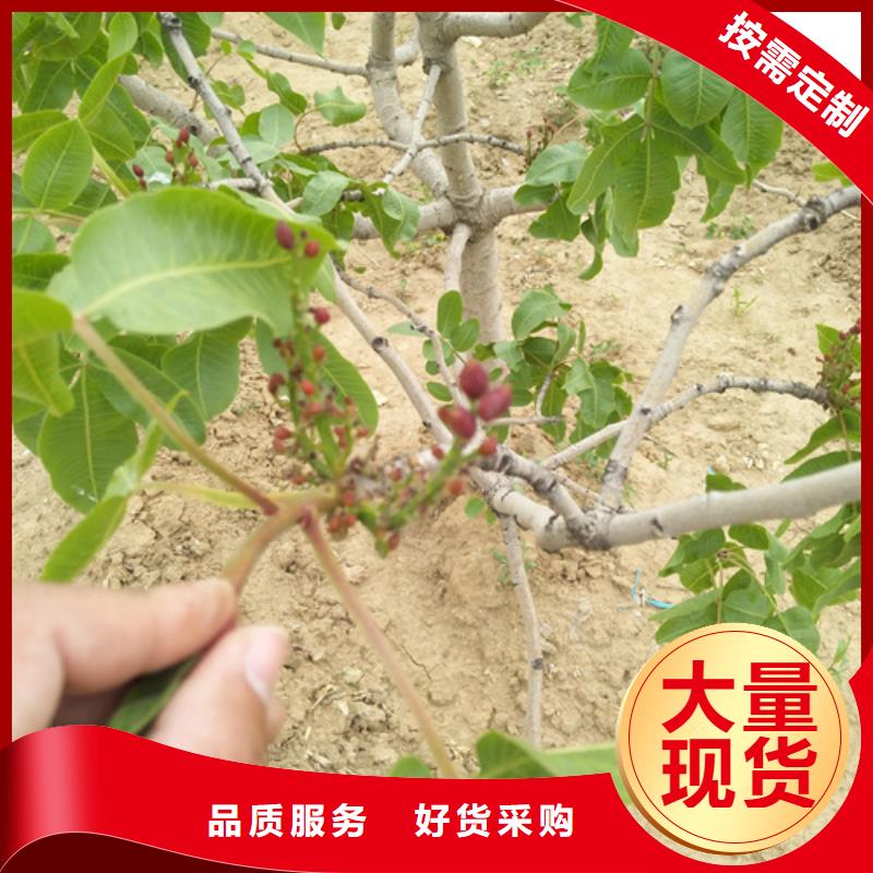 开心果,3公分软籽石榴苗多年经验值得信赖