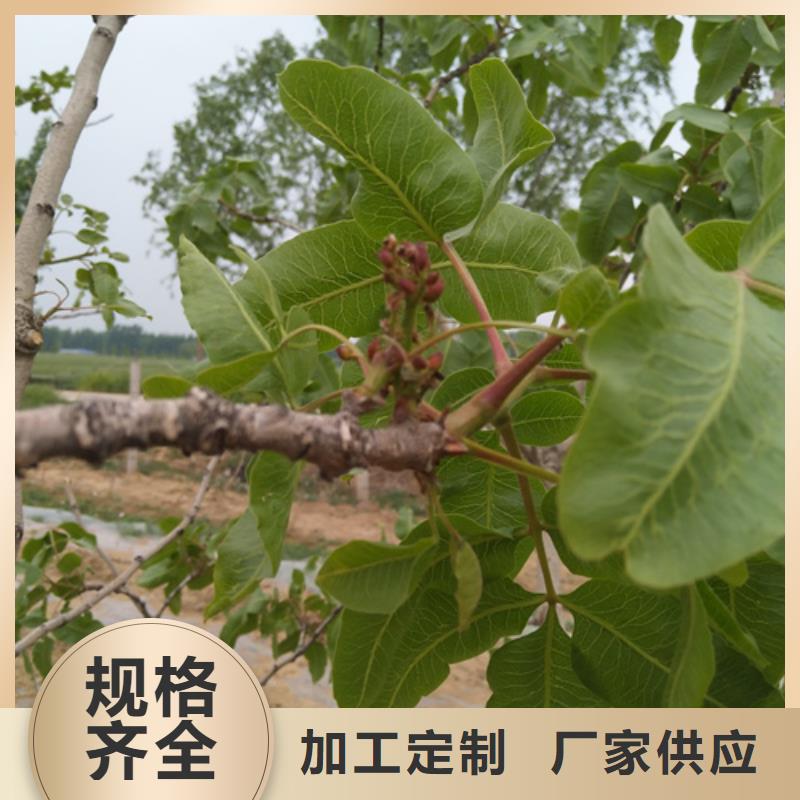开心果,3公分软籽石榴苗多年经验值得信赖