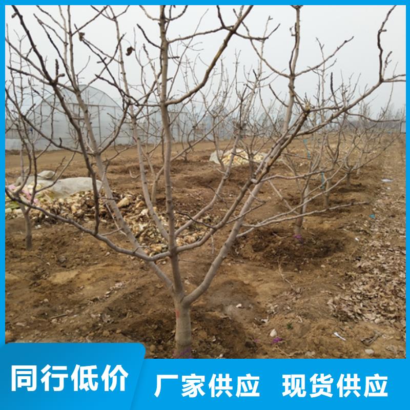 开心果树当年结果树