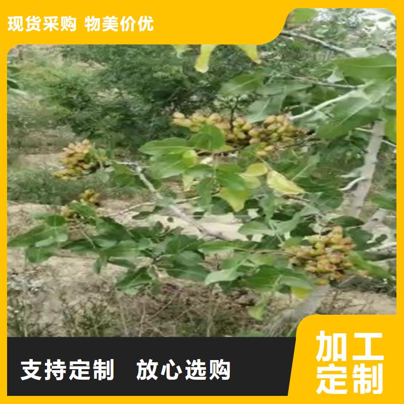 开心果苗价格