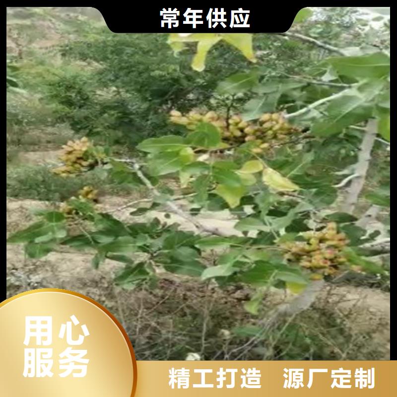 阿月浑子树苗规格