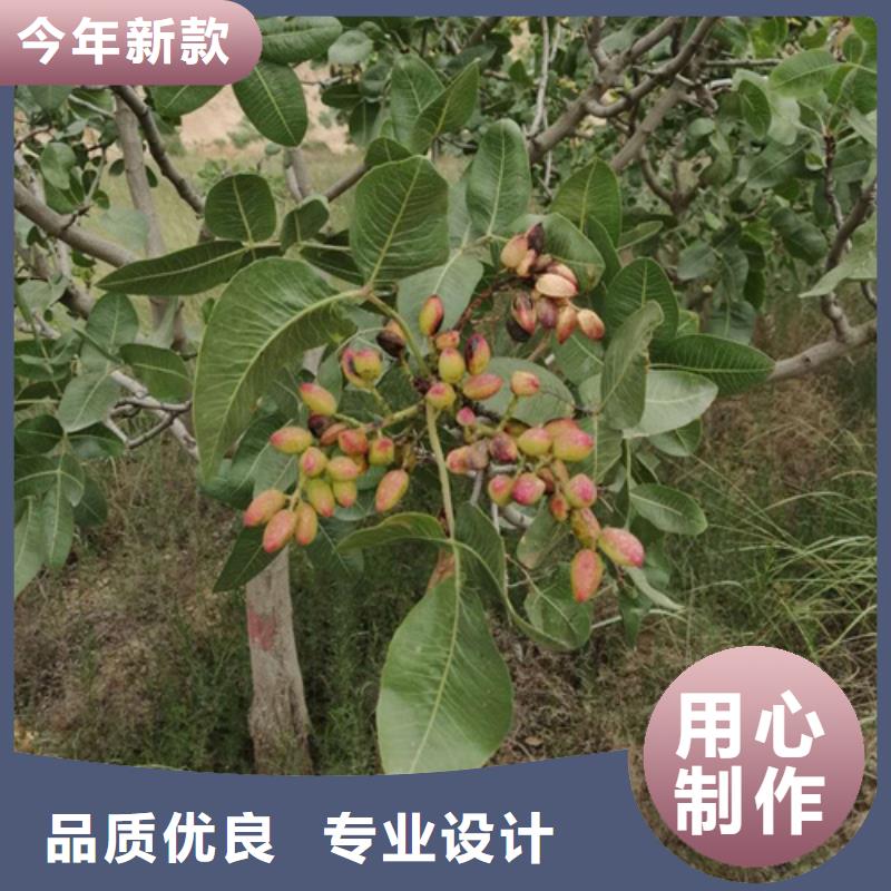 开心果树当年结果树