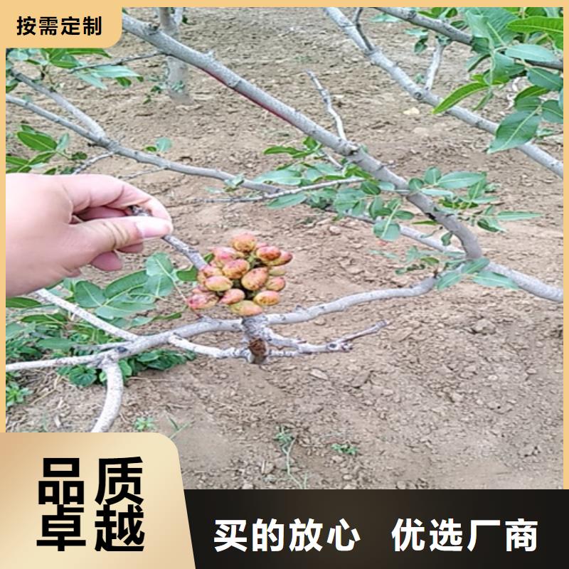 开心果树当年结果树