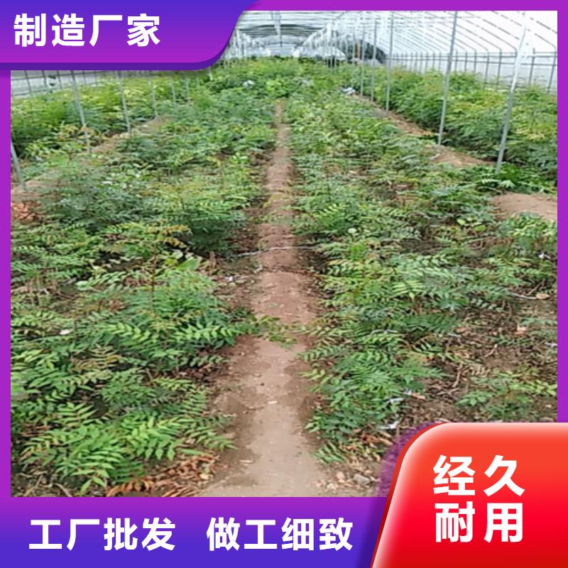 阿月浑子批发零售