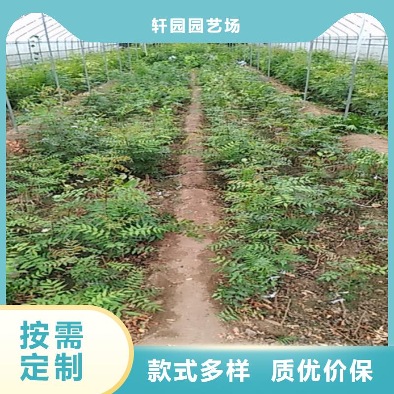 开心果樱桃苗源头直供