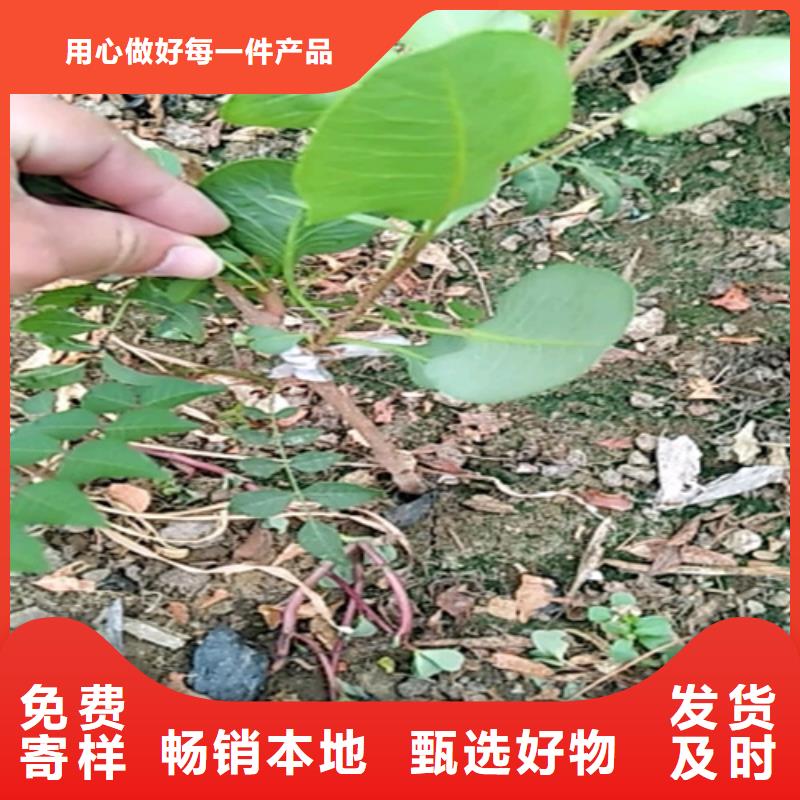 开心果苗适合种植地区