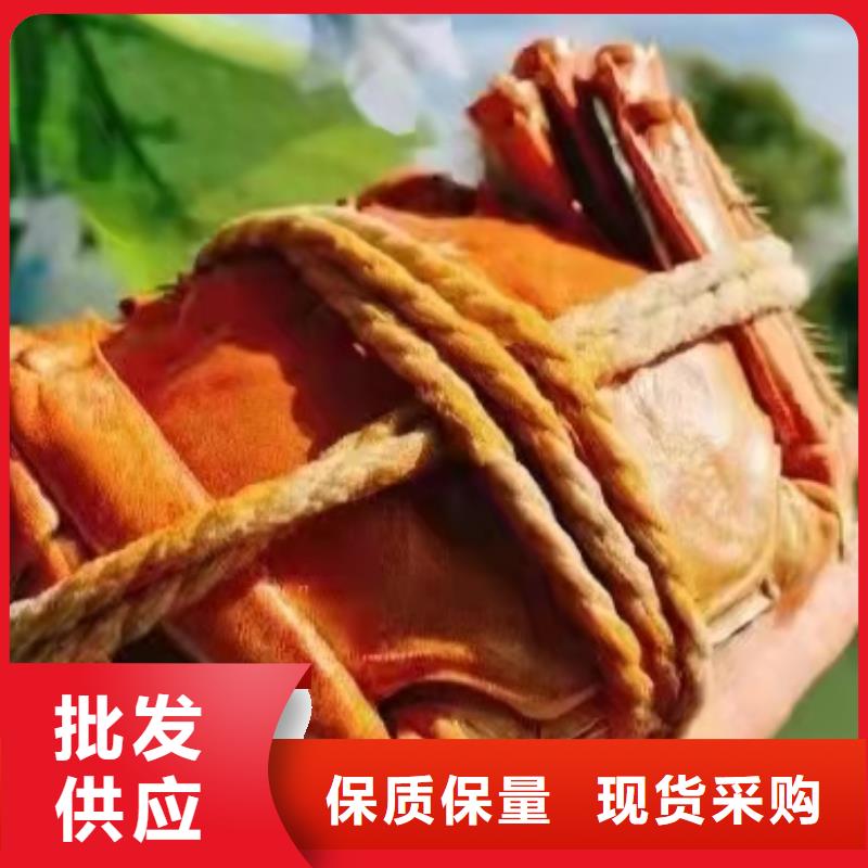 顺平阳澄湖大闸蟹上市价格