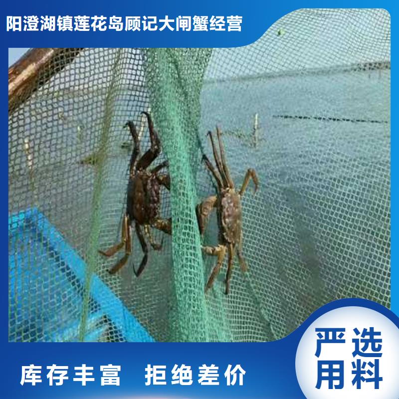 嵊泗阳澄湖大闸蟹放心选购