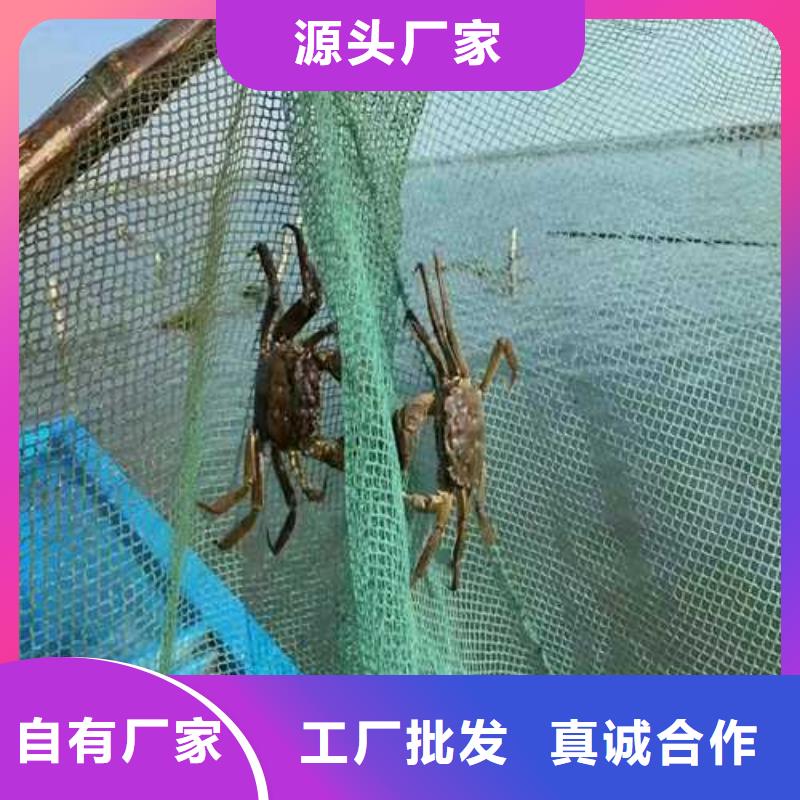 大闸蟹高品质