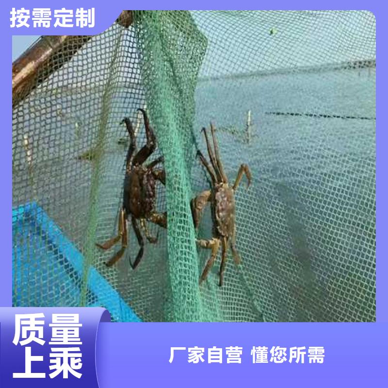 大螃蟹批发商