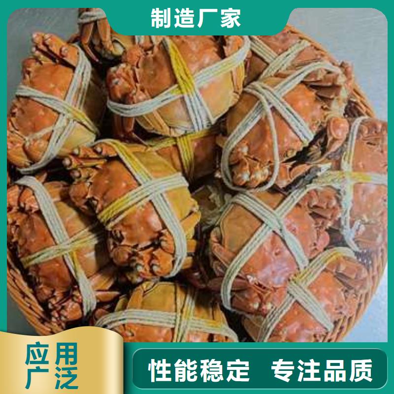 现货供应阳澄湖大闸蟹_精选厂家