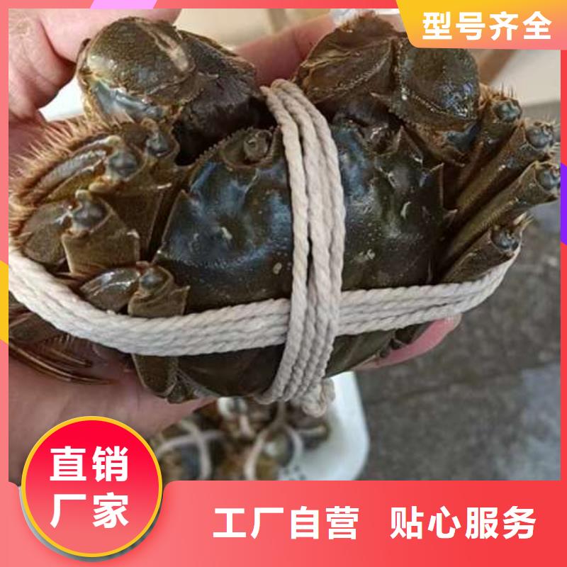 采购阳澄湖大闸蟹认准阳澄湖镇莲花岛顾记大闸蟹经营部