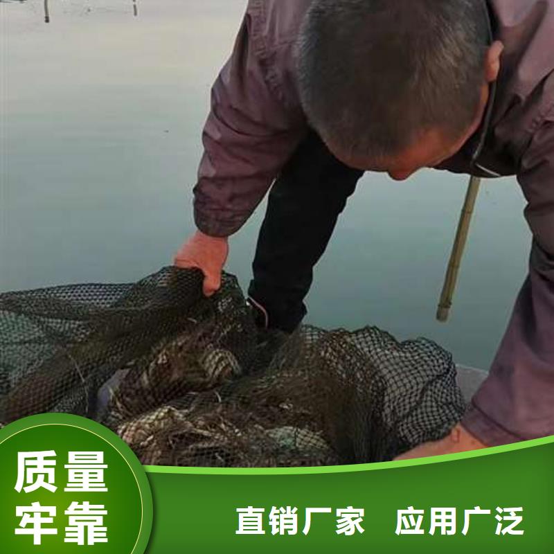 口碑好阳澄湖大闸蟹厂家