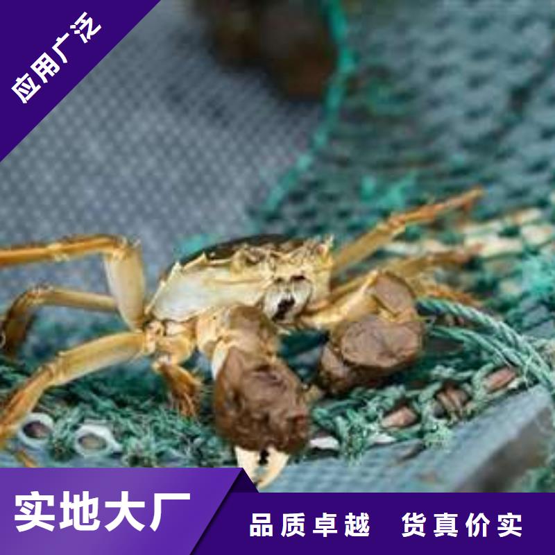 现货供应阳澄湖大闸蟹_精选厂家