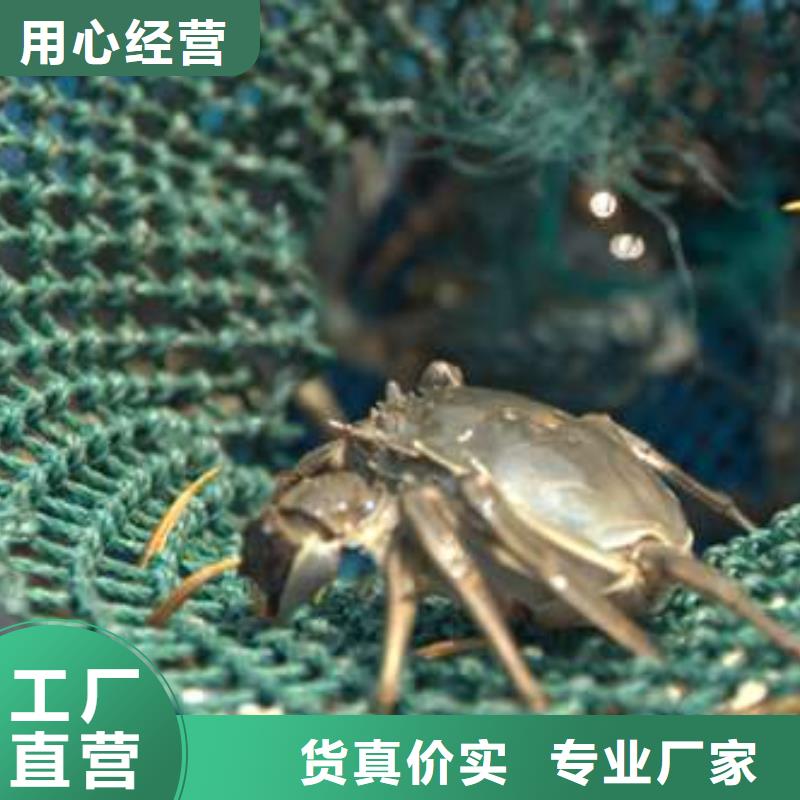 阳澄湖大闸蟹产品实物图