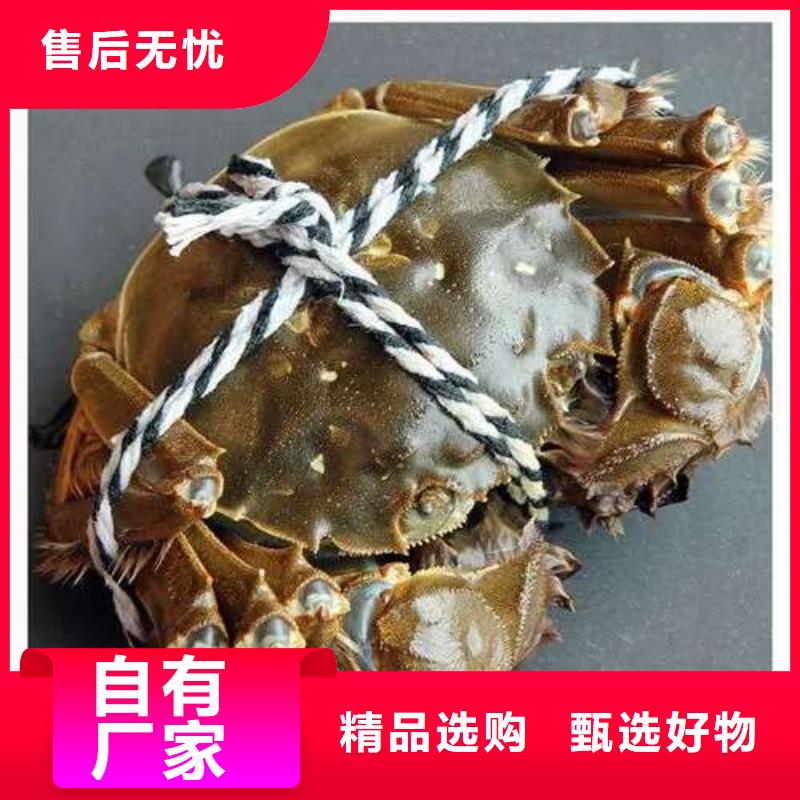 阳澄湖大闸蟹价格实惠