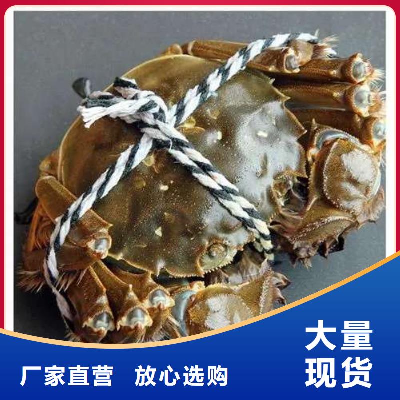 阳澄湖大闸蟹今日价格行情