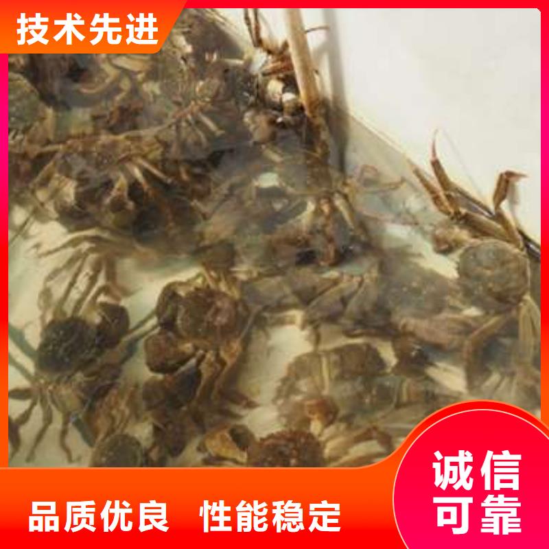 东莞市鲜活阳澄湖螃蟹现货