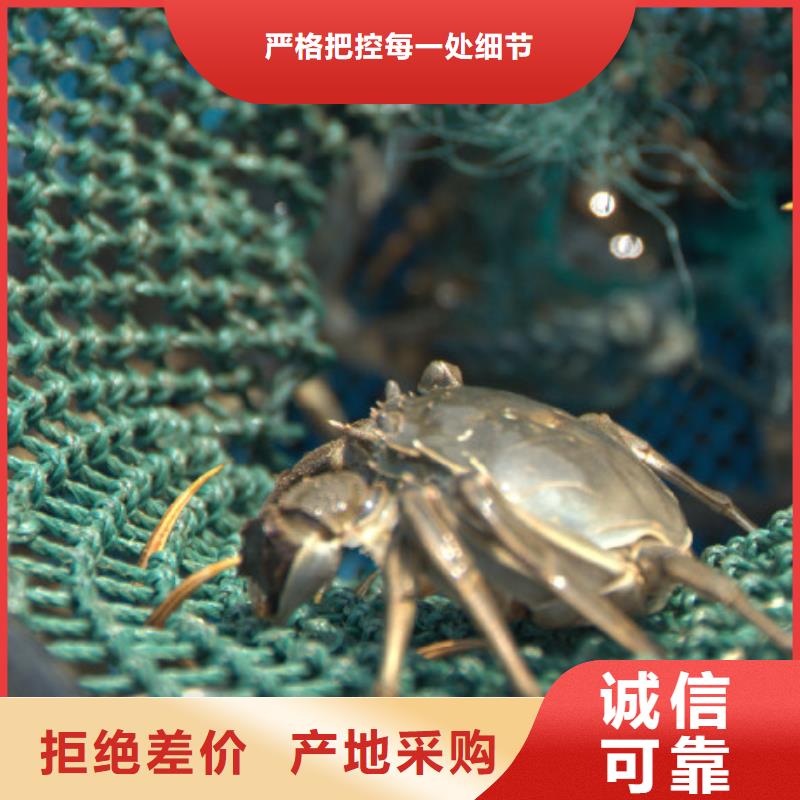 采购阳澄湖大闸蟹必看-可信赖