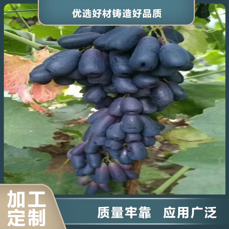 儋州市无核葡萄苗2025已更新(今日/)