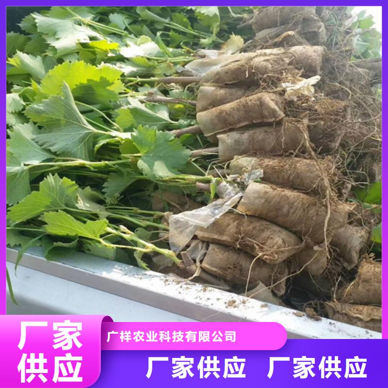 厂家直销红宝石葡萄苗厂家