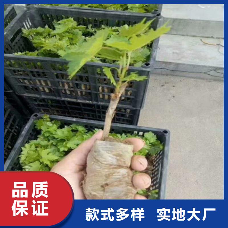 早熟葡萄苗在线咨询