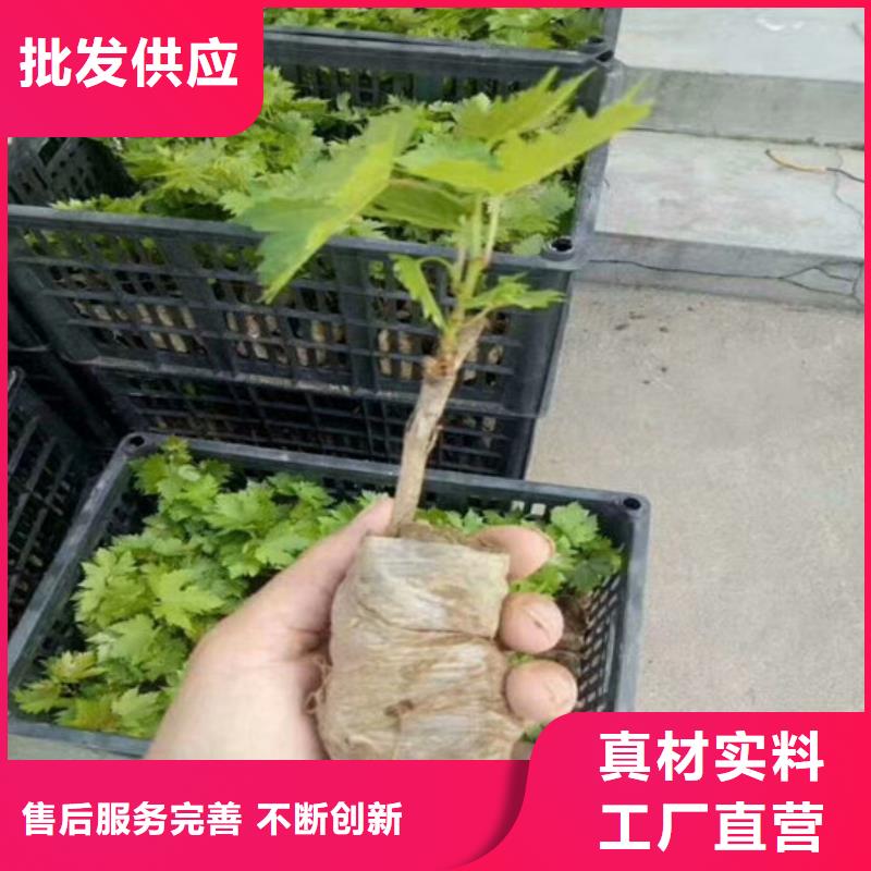 深红无籽葡萄苗厂家供应